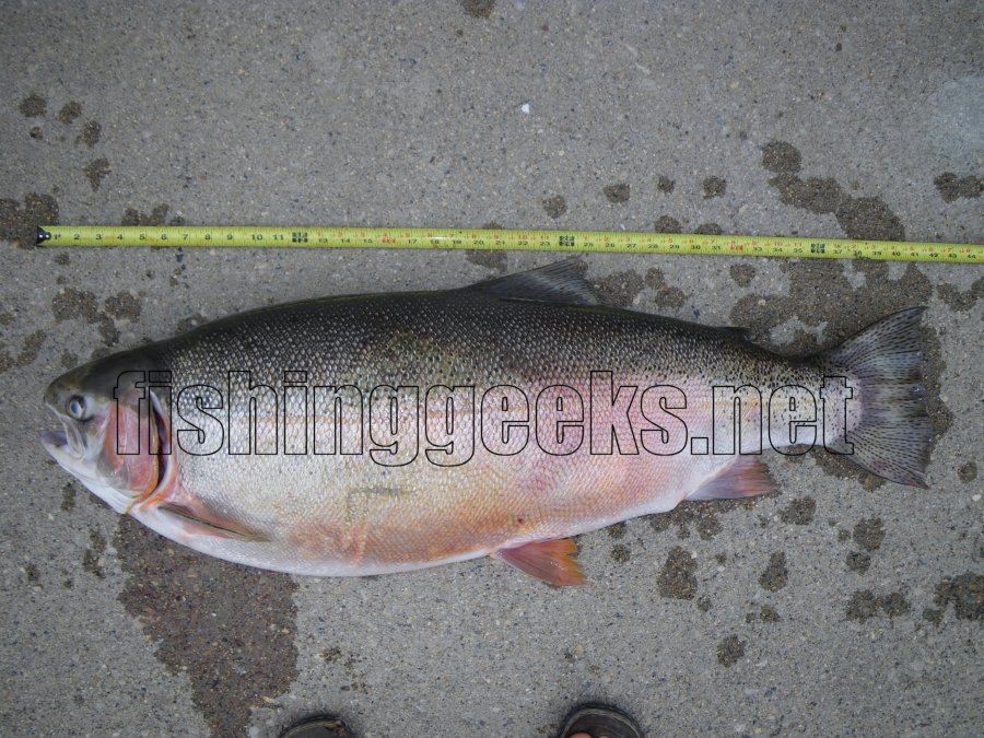World Record Rainbow Trout Canada